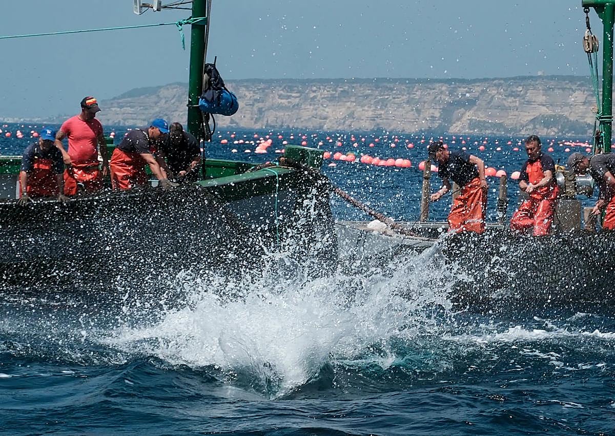Imagen secundaria 1 - Tuna fishing season using a technique thousands of years old opens in Spain with some of those landed on first day weighing close to 400 kilos
