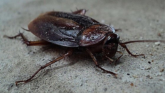 Chemical-resistant cockroaches invade much of Spain and these are the ideal conditions they search out to breed