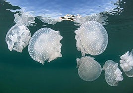 Swarming jellyfish in the Mediterranean.