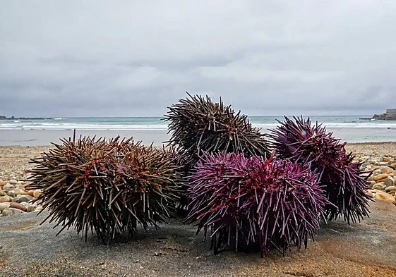 The sea urchin, a new ally in the fight to stop the invasion of Asian seaweed on the beaches of southern Spain