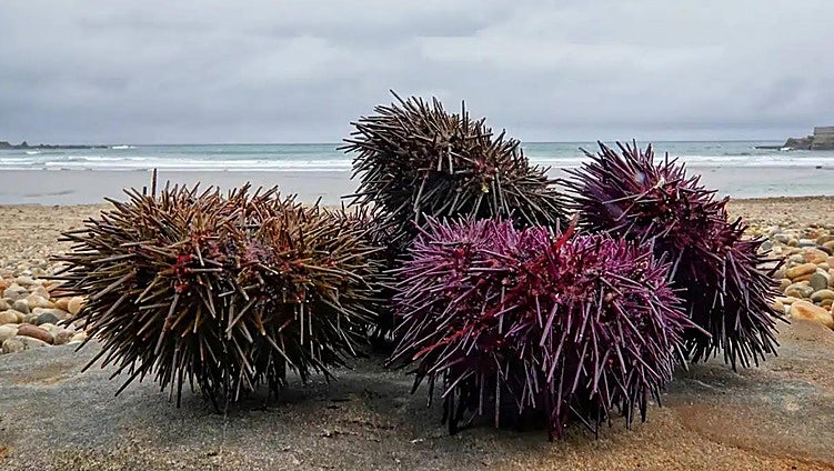 The sea urchin, a new ally in the fight to stop the invasion of Asian seaweed on the beaches of southern Spain