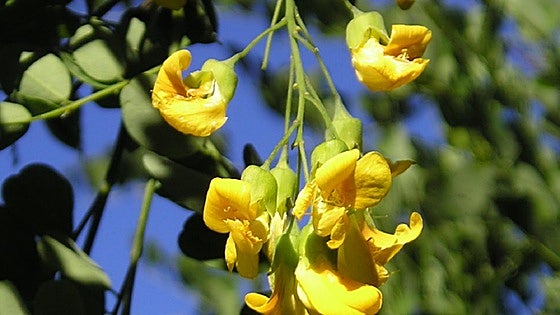 Recommended for your garden in the south of Spain: Calpurnia aurea