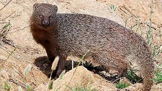Hunting of mongoose to be allowed in south of Spain if damage to farms or game reserves can be proved
