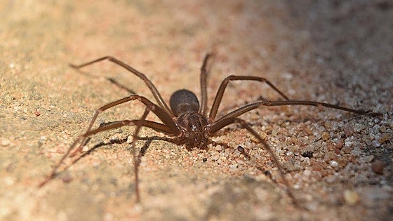 Expert warns that the violin spider is in Andalucía: 'The bites take weeks to heal'