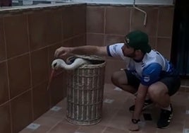Video: This is the moment a disorientated stork was carefully captured in the patio of a house in Spain before being safely released