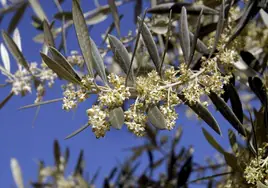 An olive tree in full blossom, which usually begins in April