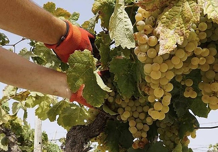 Wines from down under