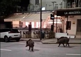 Stopping the herds of wild boar invading Malaga city: a company will be hired to hunt them down