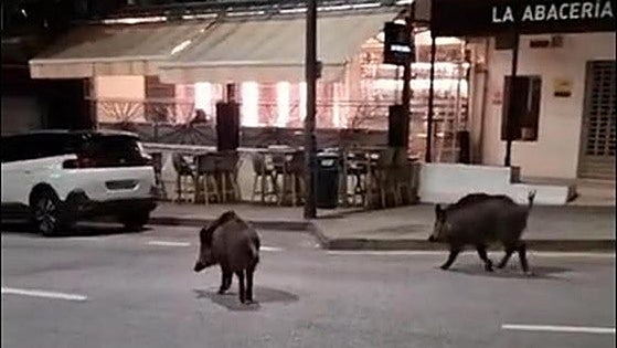 Stopping the herds of wild boar invading Malaga city: a company will be hired to hunt them down
