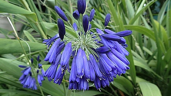 Agapanthus inapertus, an elegant perennial