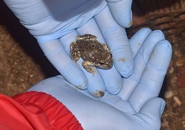 Image of a specimen of a midwife toad in Axarquia.
