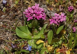 Plectritis congesta.