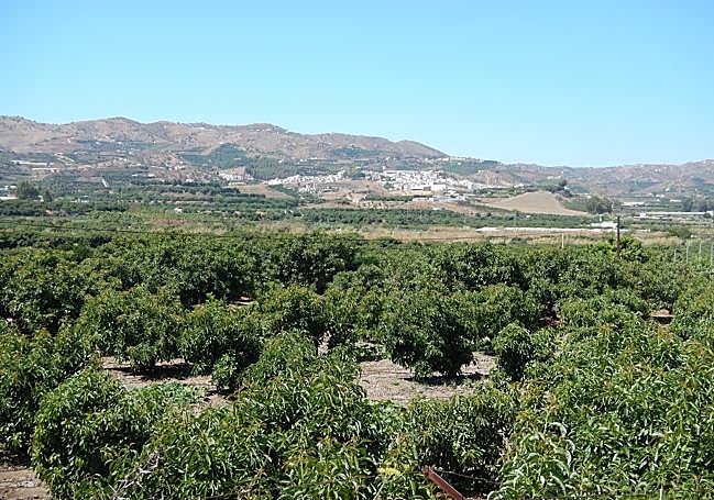 Avocado is by far the main crop today in the area around the Vélez river.