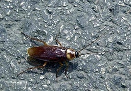 This is why Spain could be hit with 'major cockroach infestations' this summer