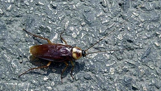 This is why Spain could be hit with 'major cockroach infestations' this summer
