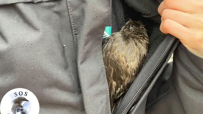 Hairdryer and electric blanket help save a flock of exhausted alpine swifts that rained down in Malaga - Vimarsana News