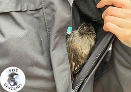 Laura Muriel tucks a rescued swift into her clothing to keep it warm.