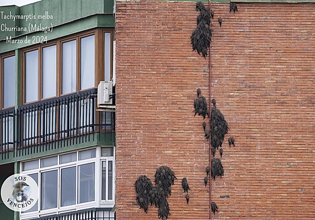 The birds were left clinging to a building in Churriana.