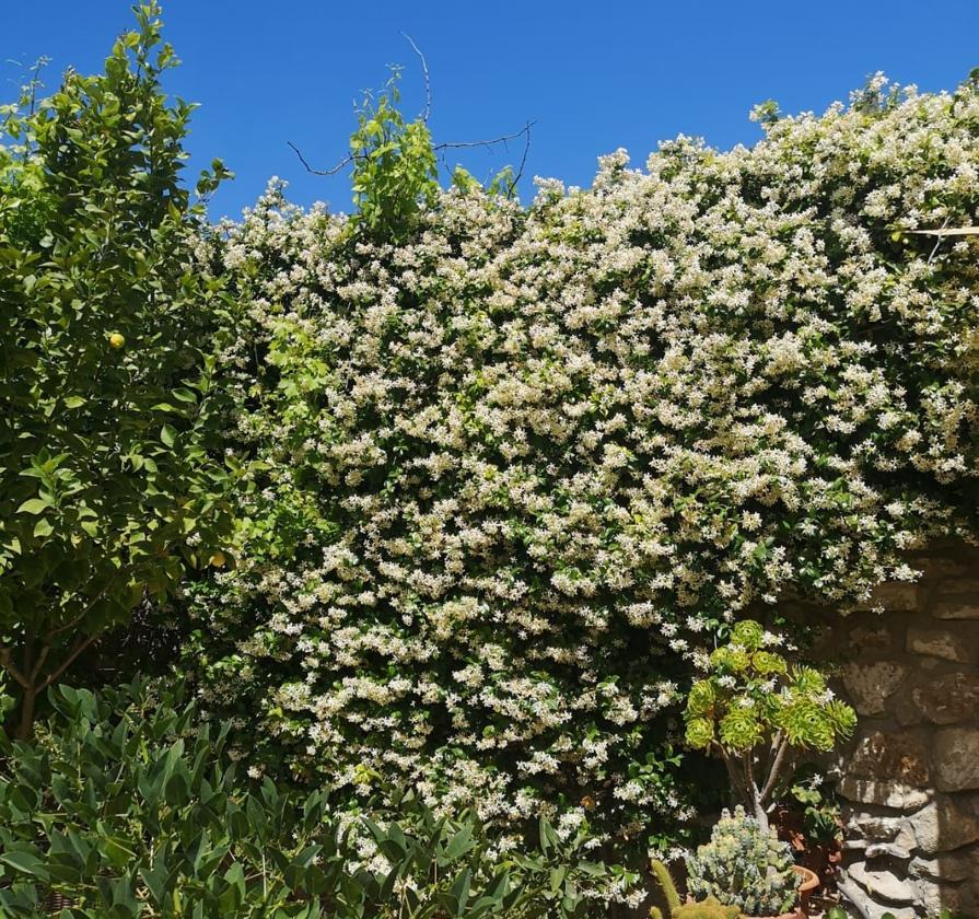 Recommended for your garden in the south of Spain: Confederate jasmine
