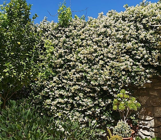 Recommended for your garden in the south of Spain: Confederate jasmine