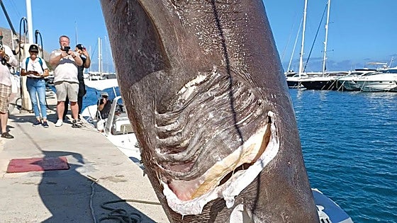 At almost five-metres long, one of the largest sharks in the Mediterranean spotted off the coast of Valencia in Spain