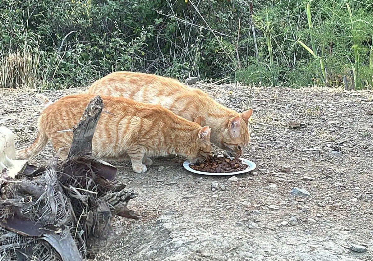 Cats in one of the colonies controlled by Mijas Felina.
