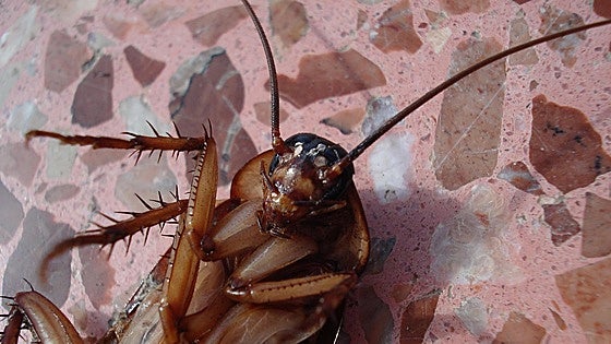Experts warn of 'huge increase' in number of cockroaches this summer