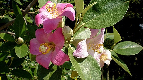 Recommended for your garden in the south of Spain: The cow itch tree
