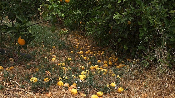 'It's just like a desert': Guadalhorce valley farmers plead for more water in bid to save their fruit trees
