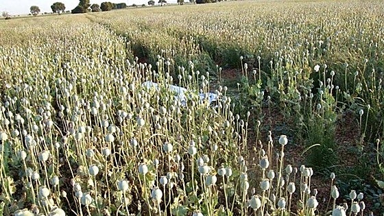 Police launch special operation targeting tourists who steal opium from white poppies