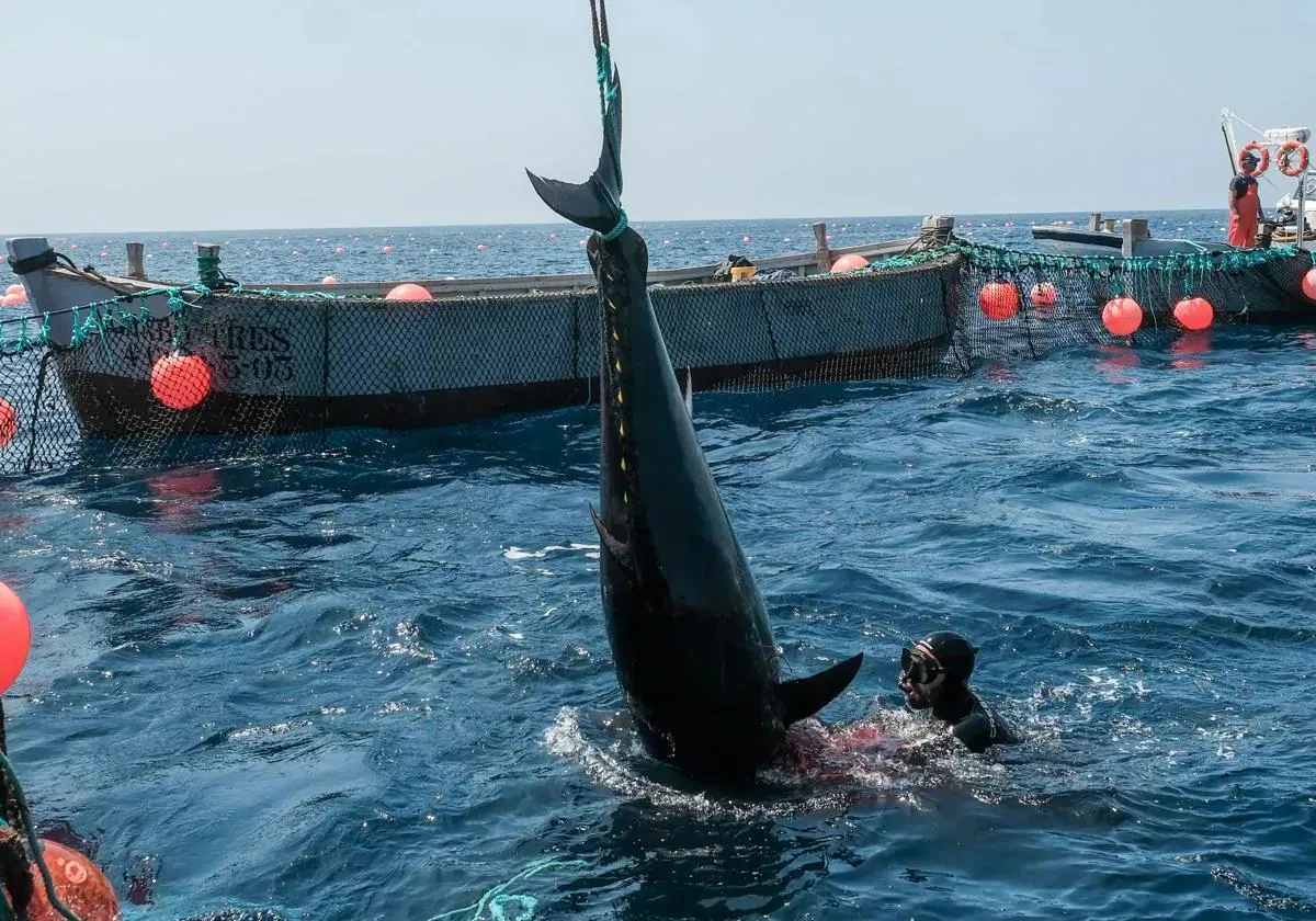 Successful end to bluefin tuna fishing season in Cadiz province's