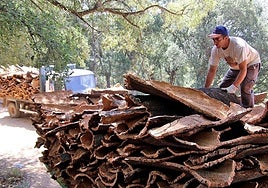 File photo of a previous cork harvest in Cortes de la Frontera.