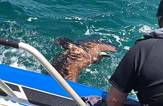 This is the moment a drowning vulture was rescued by police officers in Gibraltar