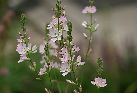 Recommended for your garden in the south of Spain: Sidalcea campestris