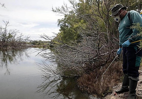 Health ministry detects the Nile Virus 'earlier' than ever in Andalucía