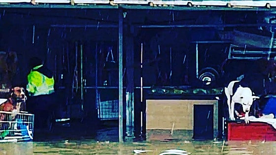 Los Barrios dog charity close to hitting target to build new shelter