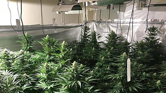 Police uncover marijuana grow house network linked by tunnels in Malaga province town