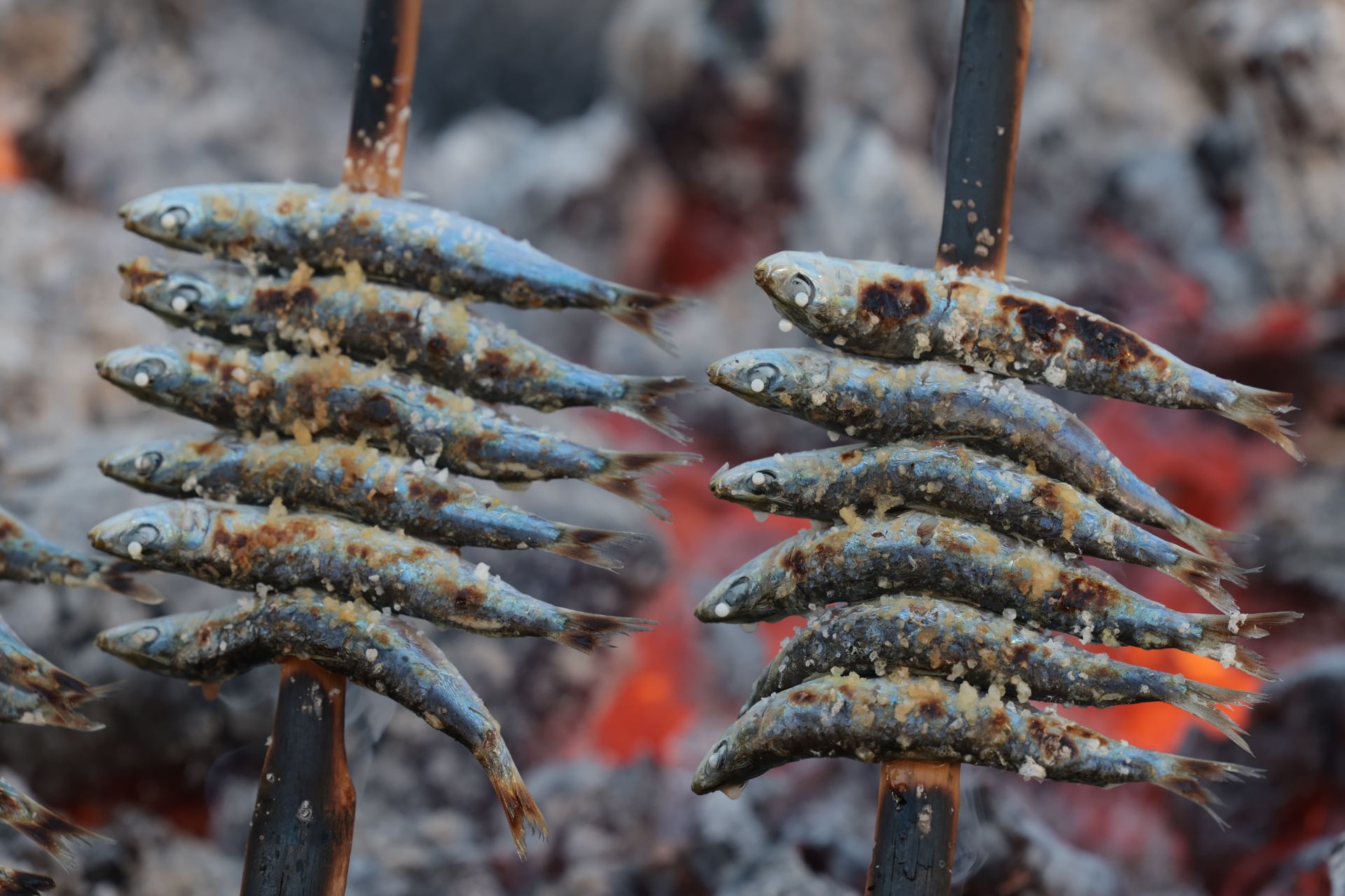Finalists in the search for the best sardines on the Costa del Sol, in photographs