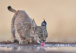An Iberian lynx cub drinks water at a pond.