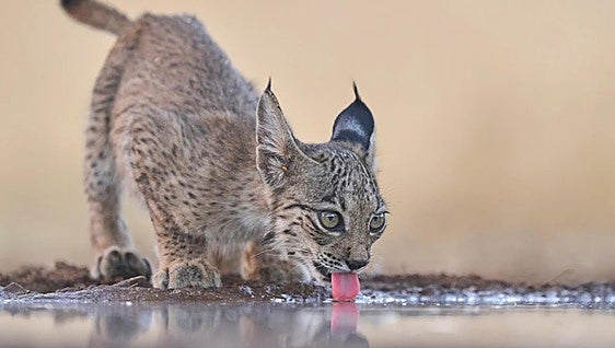 Comeback cat: the Iberian lynx is no longer an endangered species