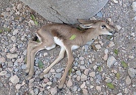 Endangered gazelles at conservation park died as result of 'stress and agitation' due to noise from music festival claim