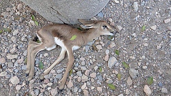 Endangered gazelles at conservation park died as result of 'stress and agitation' due to noise from music festival claim