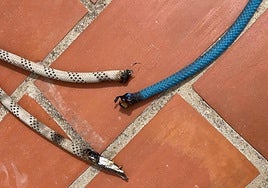 The ropes were damaged just before two workers were lowered to work on the façade of a building.