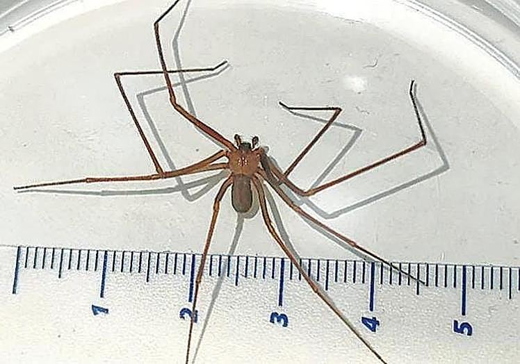 One of its characteristics is that it has 6 eyes instead of 8.