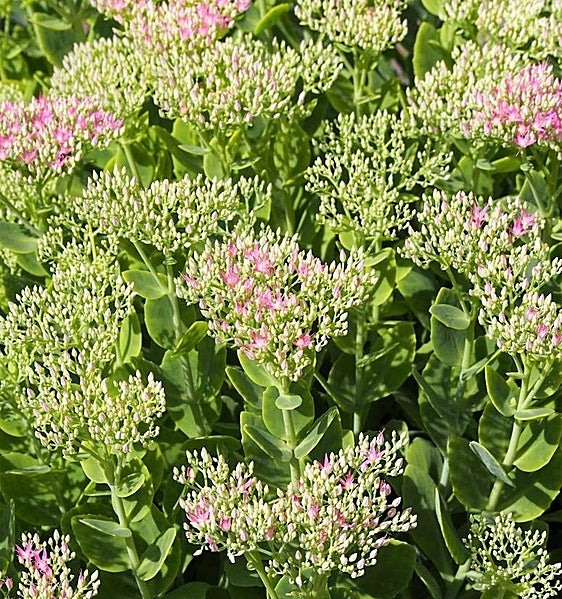 Hylotelephium telephium sp.