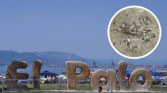 This is the moment a swarm of large, winged ants took bathers by surprise and invaded a Costa del Sol beach