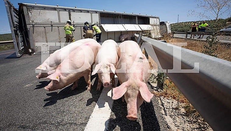 In pictures: Long tailbacks as dozens of pigs roam free on motorway in Spain after livestock lorry overturns