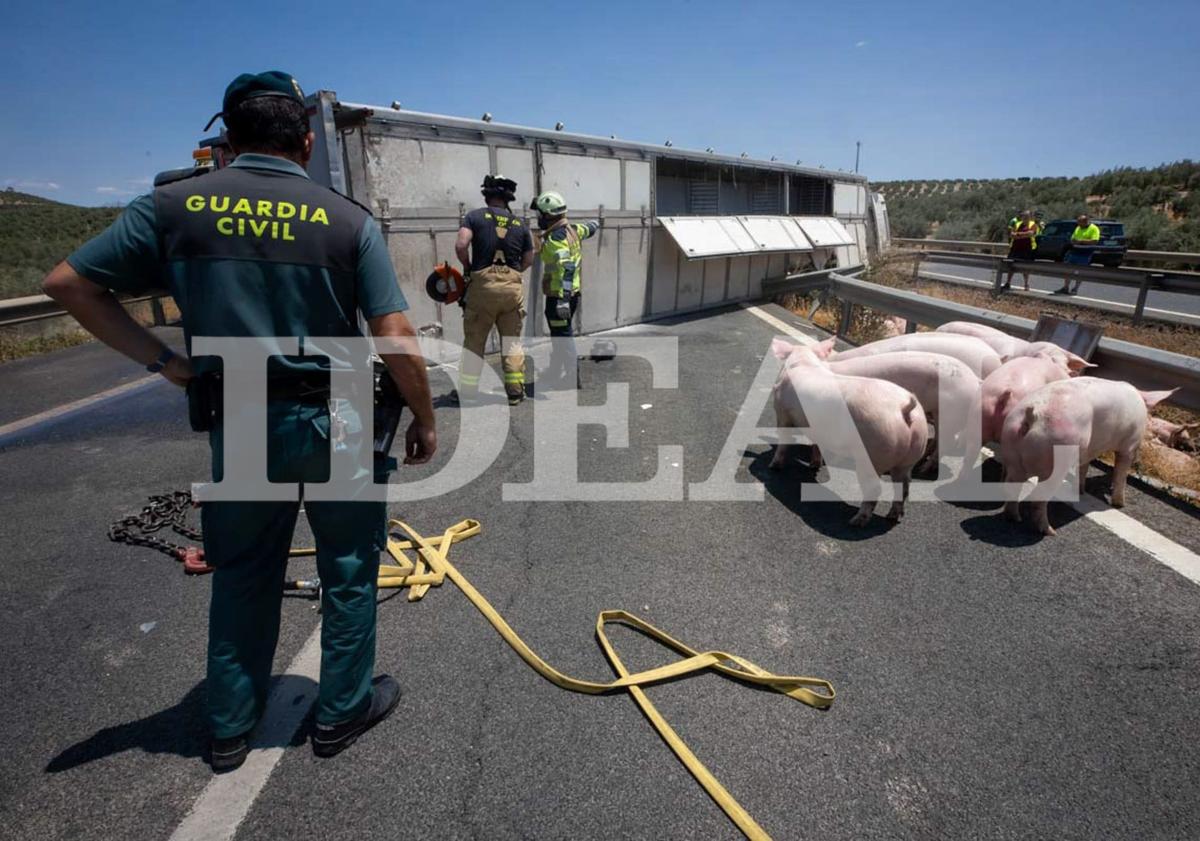 Imagen principal - In pictures: Long tailbacks as dozens of pigs roam free on motorway in Spain after livestock lorry overturns