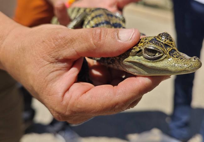 Crocodile being cared for at Minihollywood Oasys.