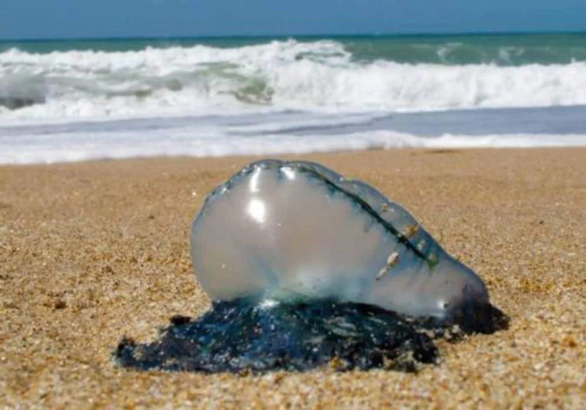 Portuguese man o' war wash up on popular Costa de la Luz beach in south of Spain